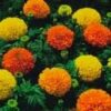 Crackerjack Mix Marigold - St. Clare Heirloom Seeds