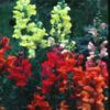 Maximum Mix Snapdragon - St. Clare Heirloom Seeds