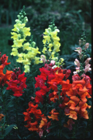 Maximum Mix Snapdragon - St. Clare Heirloom Seeds