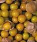 Ground Cherry Seeds - St. Clare Heirloom Seeds
