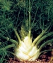 Florence Fennel Herb - St. Clare Heirloom Seeds