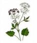 Anise Herb - St. Clare Heirloom Seeds