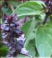 Cinnamon Basil Herb - St. Clare Heirloom Seeds