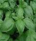 Herb - Basil - Sweet Italian Large Leaf - St. Clare Heirloom Seeds