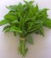 Basil Lemon Herb - St. Clare Heirloom Seeds