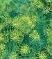 Bouquet Dill - St. Clare Heirloom Seeds