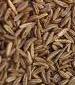 Caraway Herb - St. Clare Heirloom Seeds