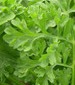 Garden Cress - St. Clare Heirloom Seeds