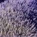 Lavender Vera Herb - St. Clare Heirloom Seeds