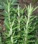 Rosemary Herb - St. Clare Heirloom Seeds