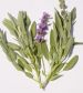 Sage Broadleaf Herb - St. Clare Heirloom Seeds