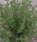 Thyme - St. Clare Heirloom Seeds