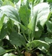 Kailaan Chinese Kale - St. Clare Heirloom Seeds