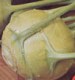 Early White Vienna Kohlrabi - St. Clare Heirloom Seeds