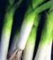 American Flag Leek - St. Clare Heirloom Seeds