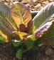Cimmaron Romaine Lettuce - St. Clare Heirloom Seeds