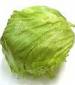 Iceberg Lettuce - St. Clare Heirloom Seeds