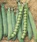 Pea - Maestro - St. Clare Heirloom Seeds