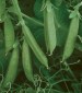 Sugar Lace II Pea - St. Clare Heirloom Seeds