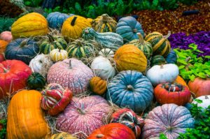 Organic Gardening can yield a lot of produce plus the peace of mind of being chemical free. - St. Clare Heirloom Seeds