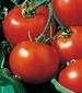 Rutgers Tomato - St. Clare Heirloom Seeds