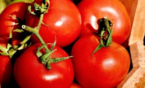 Heirloom Tomatoes in a basket after picking. - St. Clare Heirloom Seeds