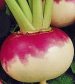 Purple Top White Globe - St. Clare Heirloom Seeds