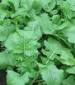 Seven Tops Turnips - St. Clare Heirloom Seeds