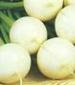 Shogoin Turnip - St. Clare Heirloom Seeds