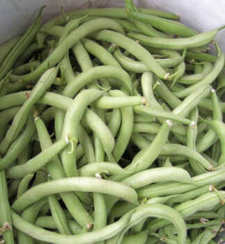 Bean Seeds
