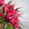 Radish - Champion - St. Clare Heirloom Seeds