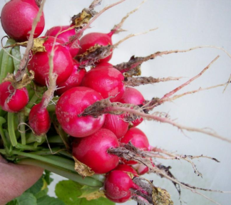 Radish - Champion - St. Clare Heirloom Seeds