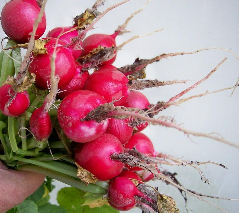 Radish - Champion - St. Clare Heirloom Seeds