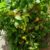 Tomato, Paste - Organic Roma - St. Clare Heirloom Seeds