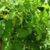 Tomato, Paste - Organic Roma - St. Clare Heirloom Seeds