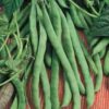Bean, Pole - Kentucky Wonder - St. Clare Heirloom Seeds