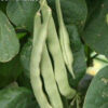 Bean, Pole - Organic Kentucky Wonder - St. Clare Heirloom Seeds