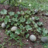 Cantaloupe - Hearts of Gold - St. Clare Heirloom Seeds