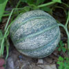 Cantaloupe - Hearts of Gold - St. Clare Heirloom Seeds