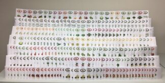 St. Clare's Stocking Up Vegetable Garden Seed Collection - St. Clare Heirloom Seeds