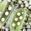 Pea - Early Alaska - St. Clare Heirloom Seeds