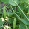 Pea - Early Alaska - St. Clare Heirloom Seeds