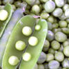 Pea - Early Alaska - St. Clare Heirloom Seeds