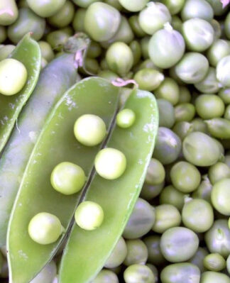 Pea - Early Alaska - St. Clare Heirloom Seeds