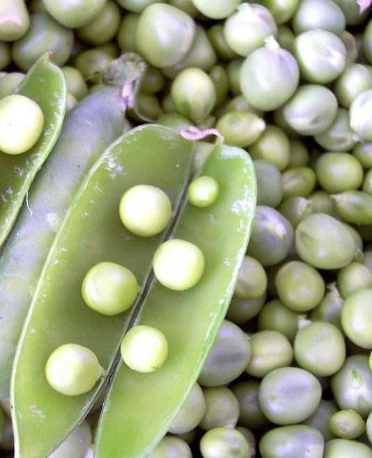 Pea - Early Alaska - St. Clare Heirloom Seeds