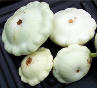 Summer Squash - White Bush Scallop - St. Clare Heirloom Seeds