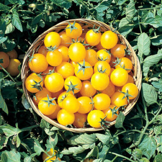 Tomato, Cherry - Golden Nugget - St. Clare Heirloom Seeds