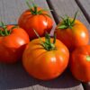 Tomato, Red - Boxcar Willie - St. Clare Heirloom Seeds