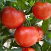 Tomato - Wisconsin 55