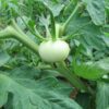 A single, round, pale green Wisconsin 55 tomato, still young and developing, hangs from its vine amidst green leaves.